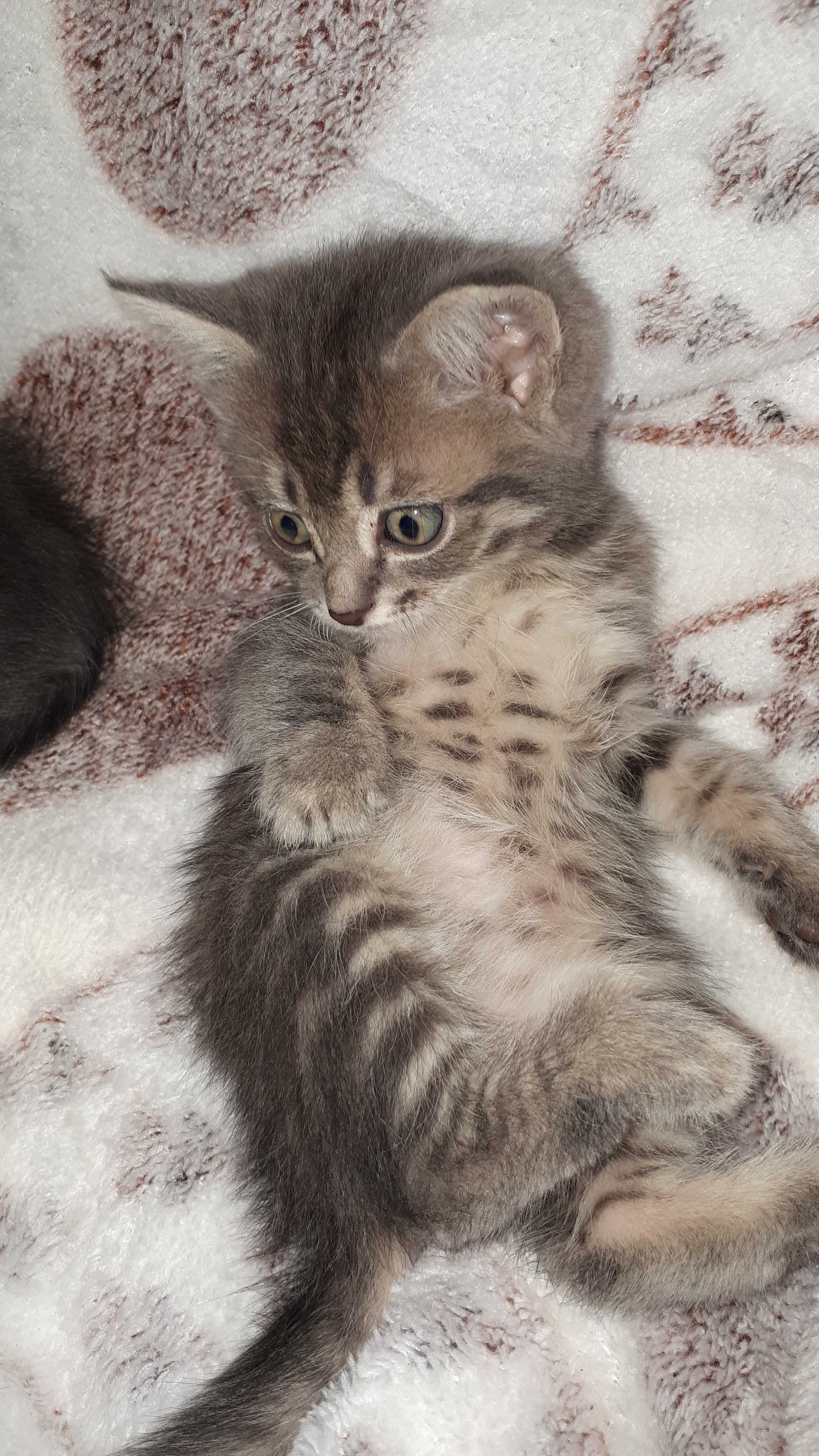 Дарю котят, к лотку приучены