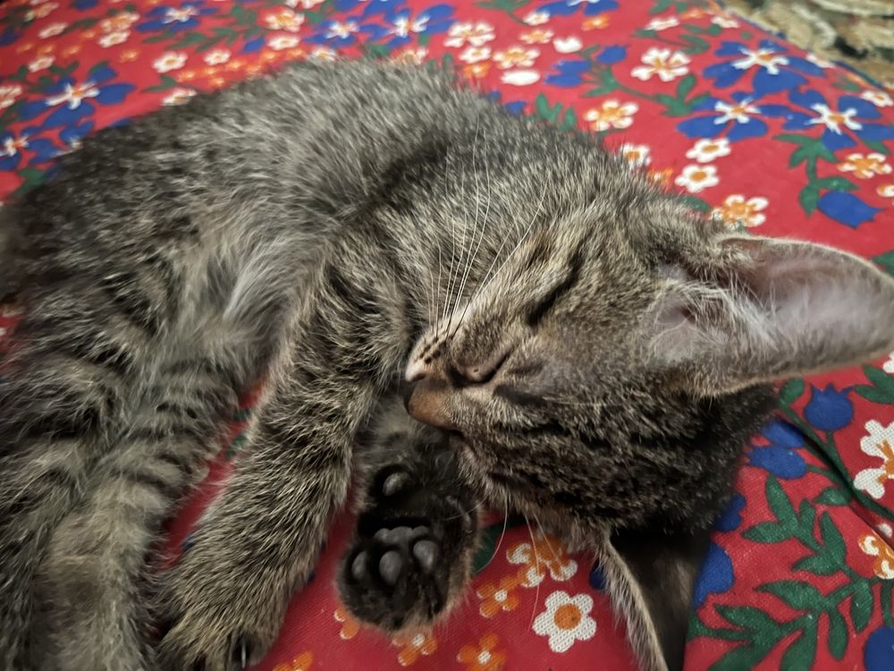 Котята девочки в добрые руки