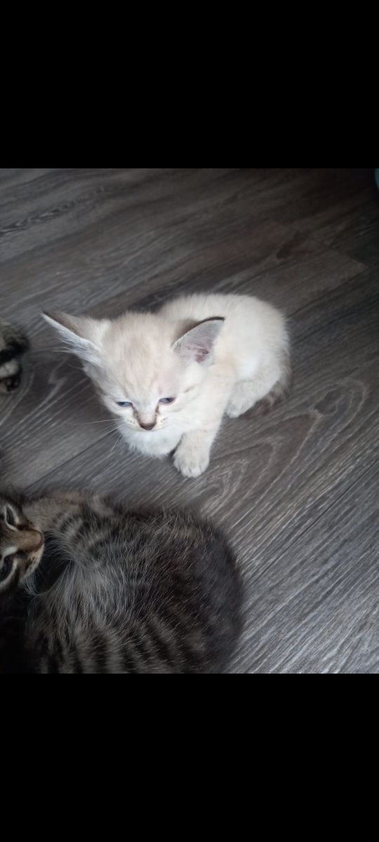 Отдам котят в хорошие руки