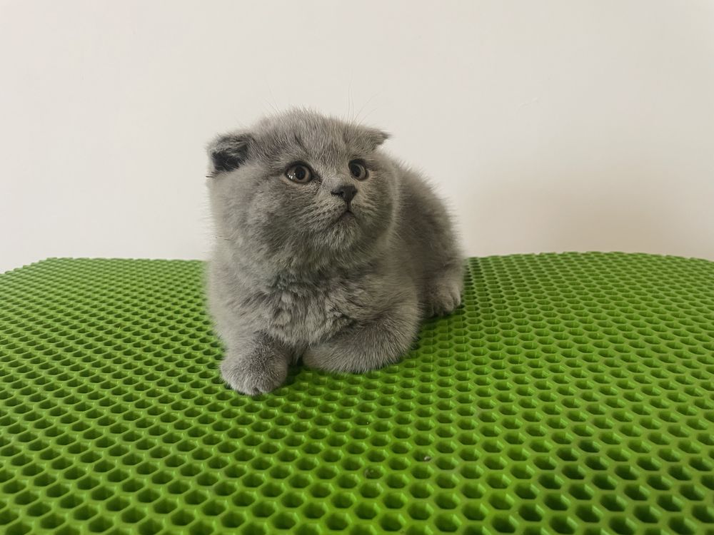 Отдам породистых котят в хорошие руки за символическую цену