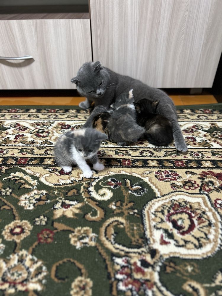 Отдадим котят в хорошие руки