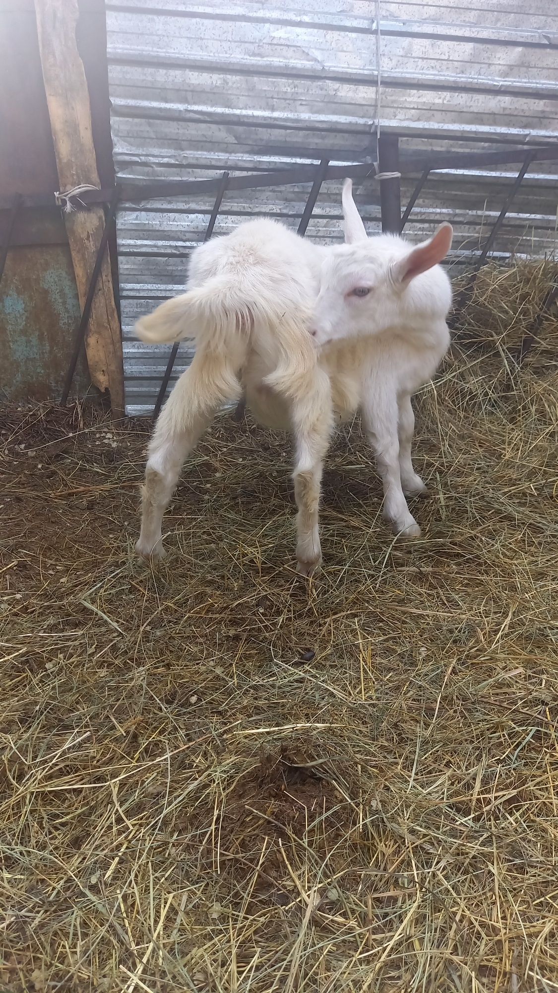 Продам заанинскую козочку
