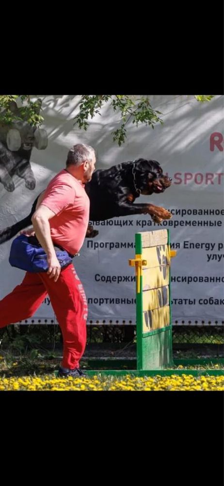 Шикарный ротвейлер для вязки
