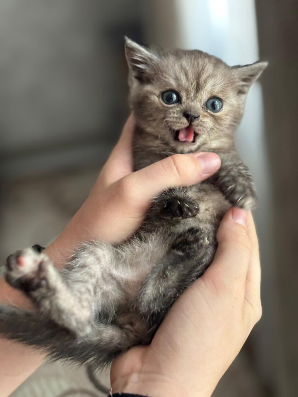 Котёнок Скоттиш Страйт