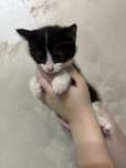 Котята 2 месяца приучены к лотку