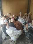 Цыплята голошейки продам