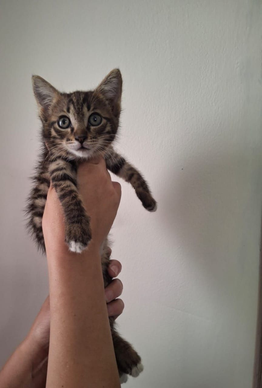 Отдам котёнка в заботливые руки
