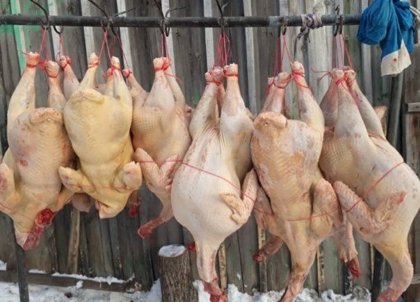 Продам мясо домашних индюков гусей уток индауток бройлер много в налич