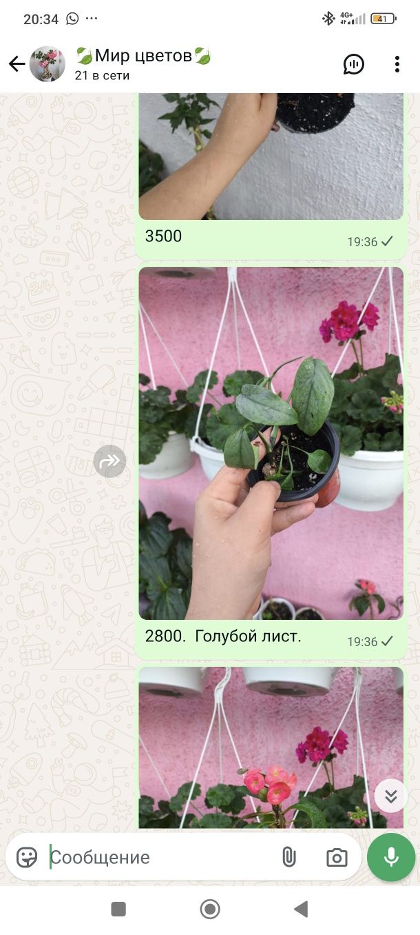 Цветы комнатные растения в ассортименте