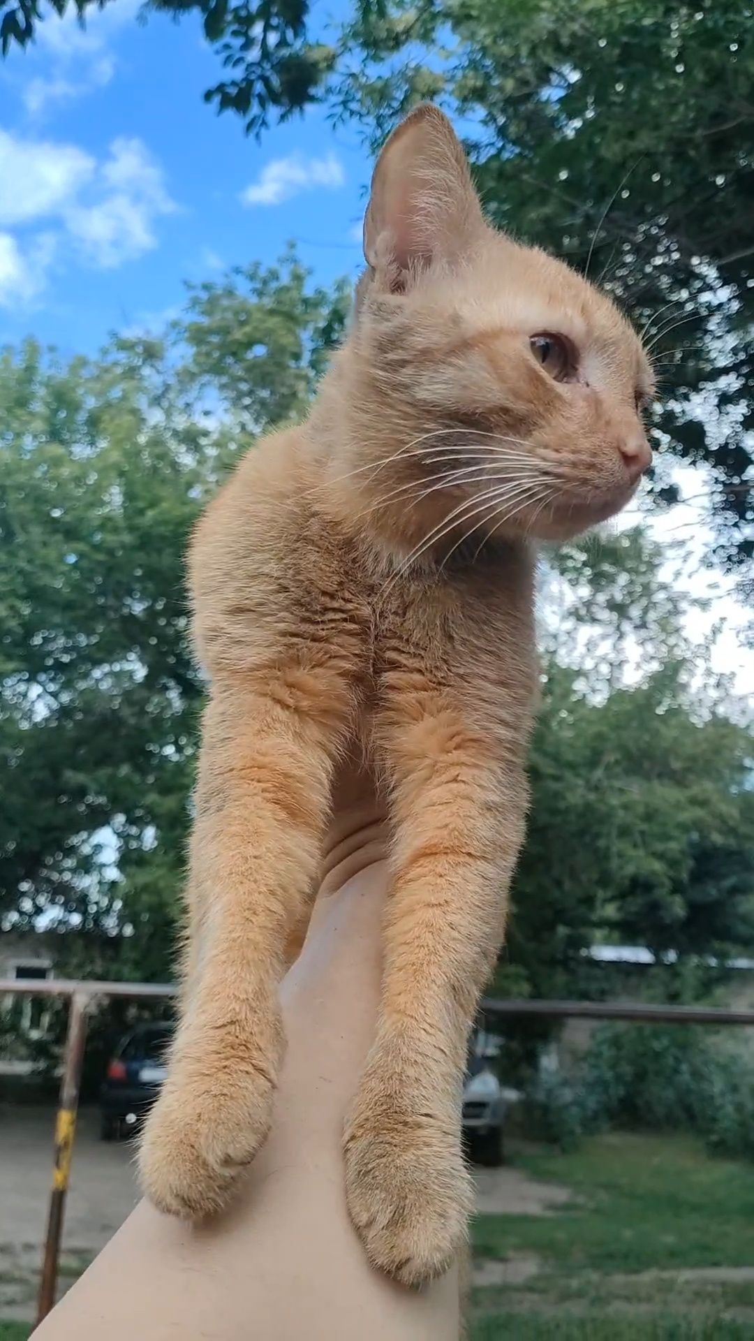 Кот, ручной, ласковый, кастрирован