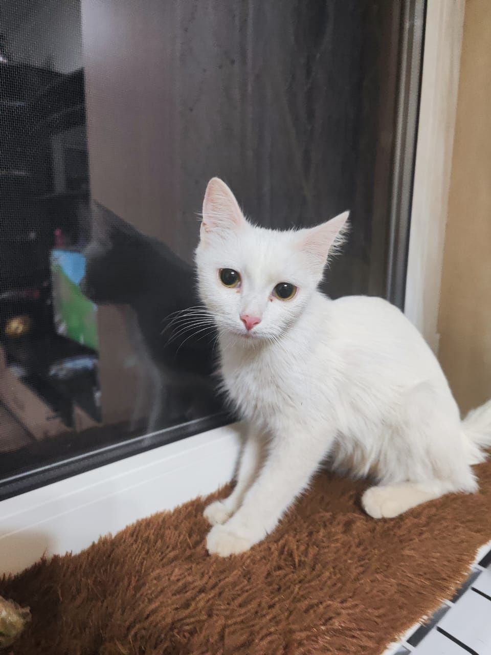 Белая кошечка девочка