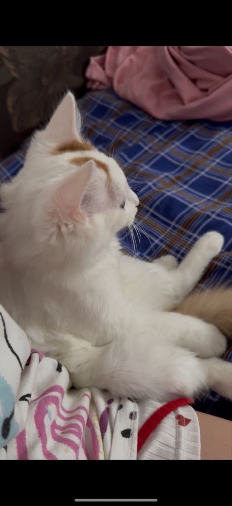 Отдадим кошку бесплатно