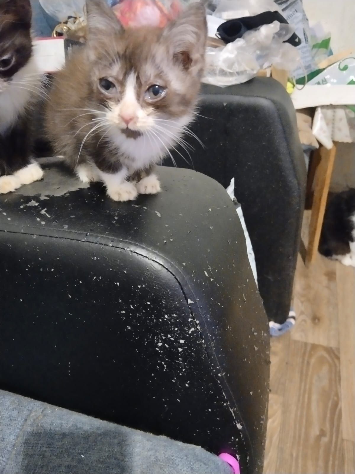 Отдам  котят и кошек хорошие руки