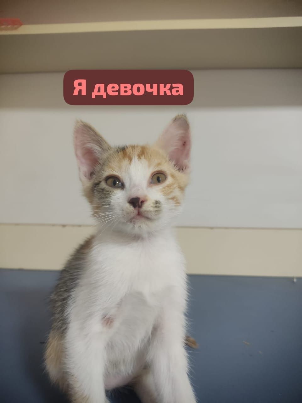 Котята в добрые руки.Доставим до дома