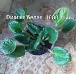 Продам цветы комнатные фиалка, глоксиния