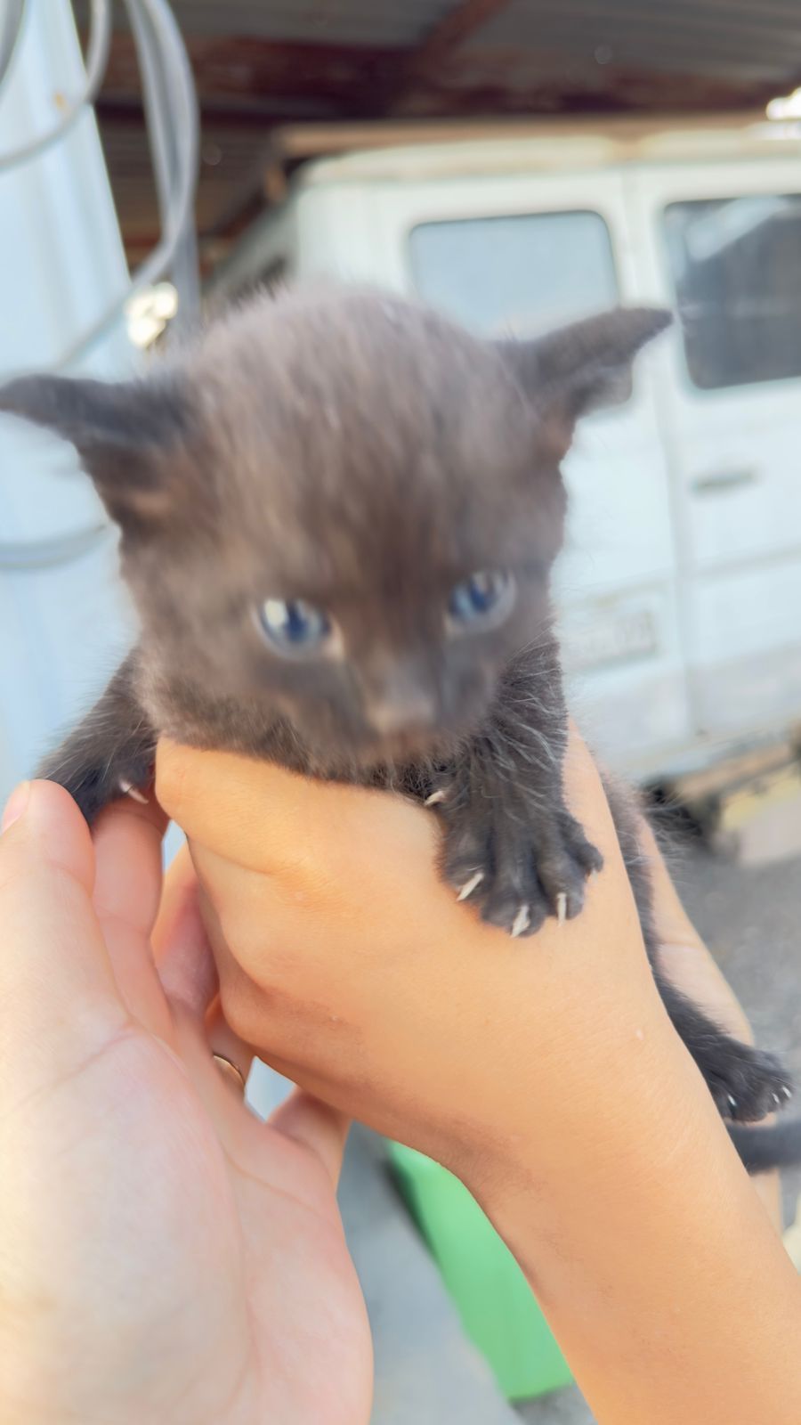 Отдам котят в добрые руки