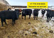 Продам бычки телята ангусл тегзд