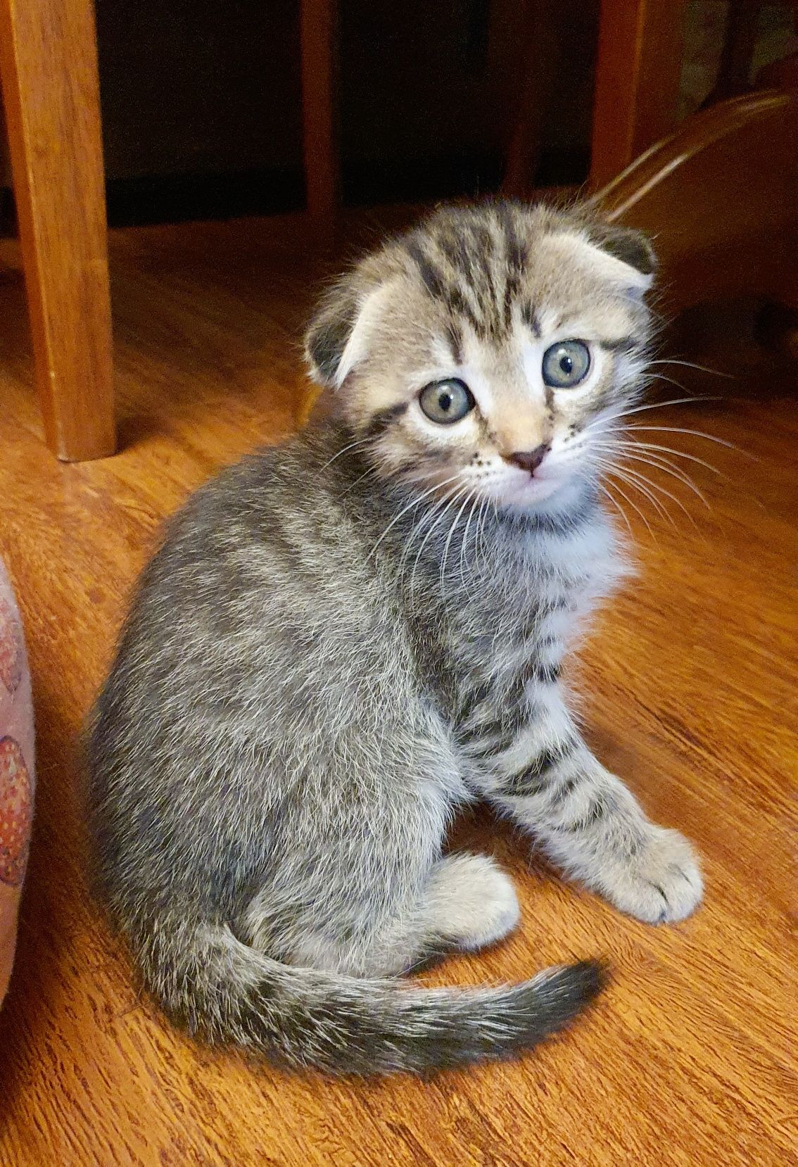 Котята скотиш фолд и страйт
