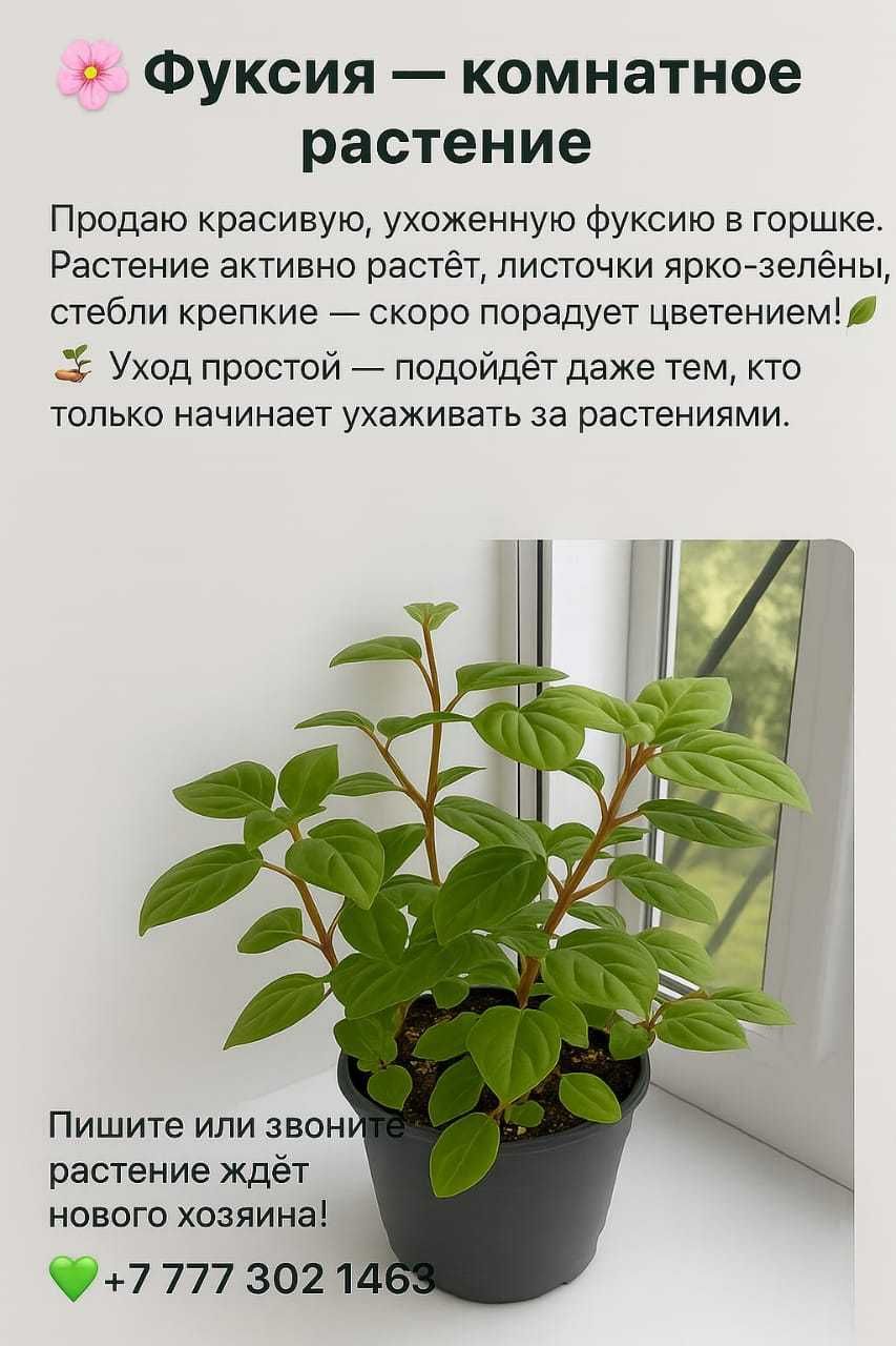 Продам молодые растения Фуксии по 2000 тенге.