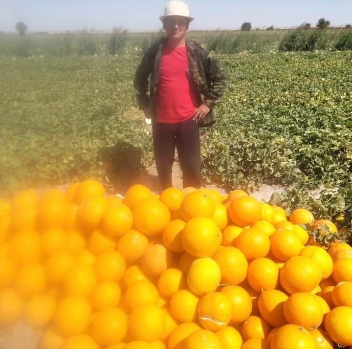 Семена дыни Бакинка