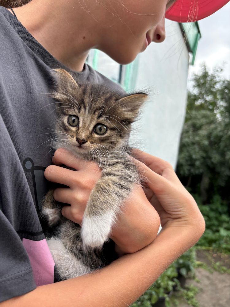 Отдам котят , кушают сами
