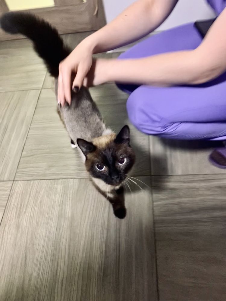 Молодой кот ищет дом