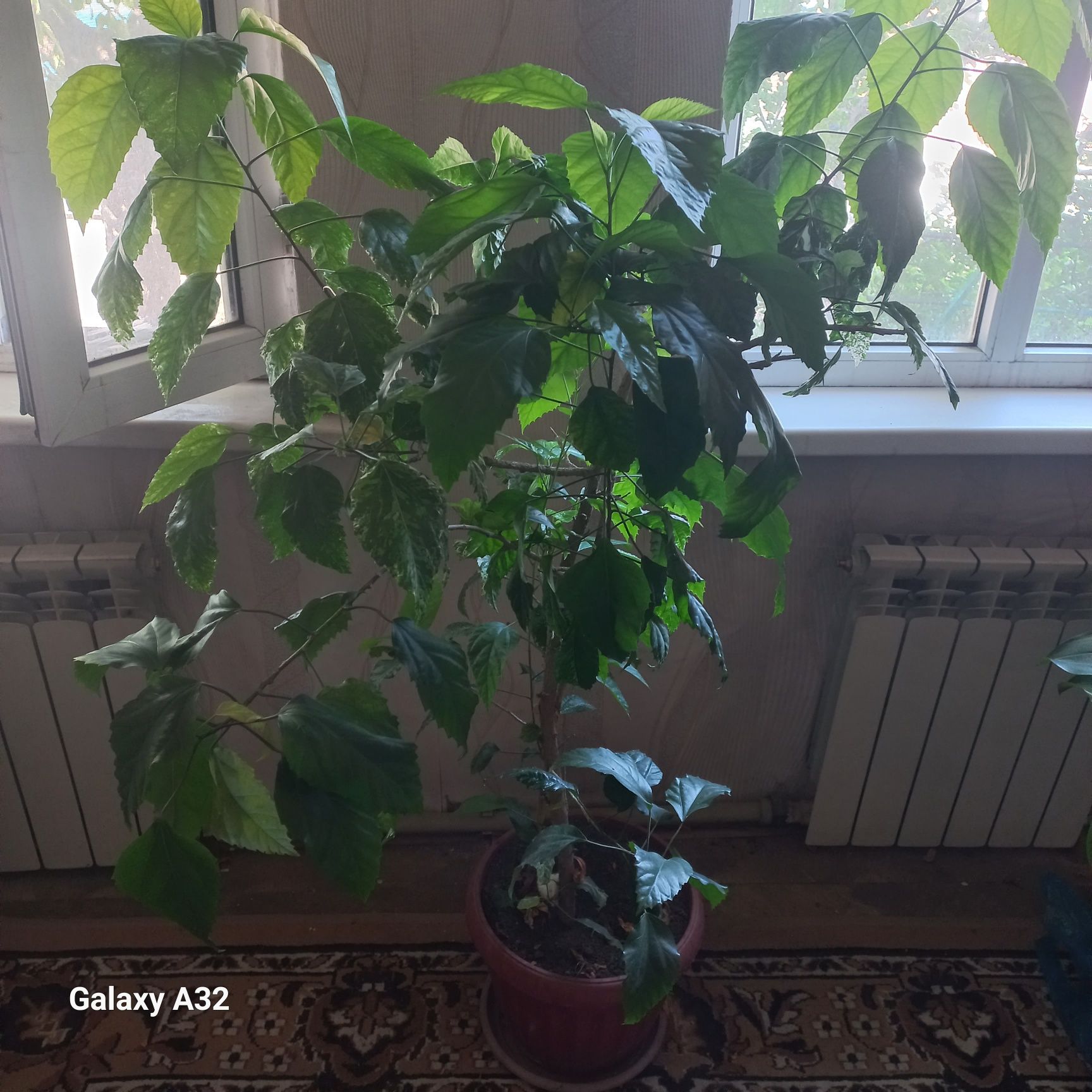 Продам цветок Гибискус (роза)