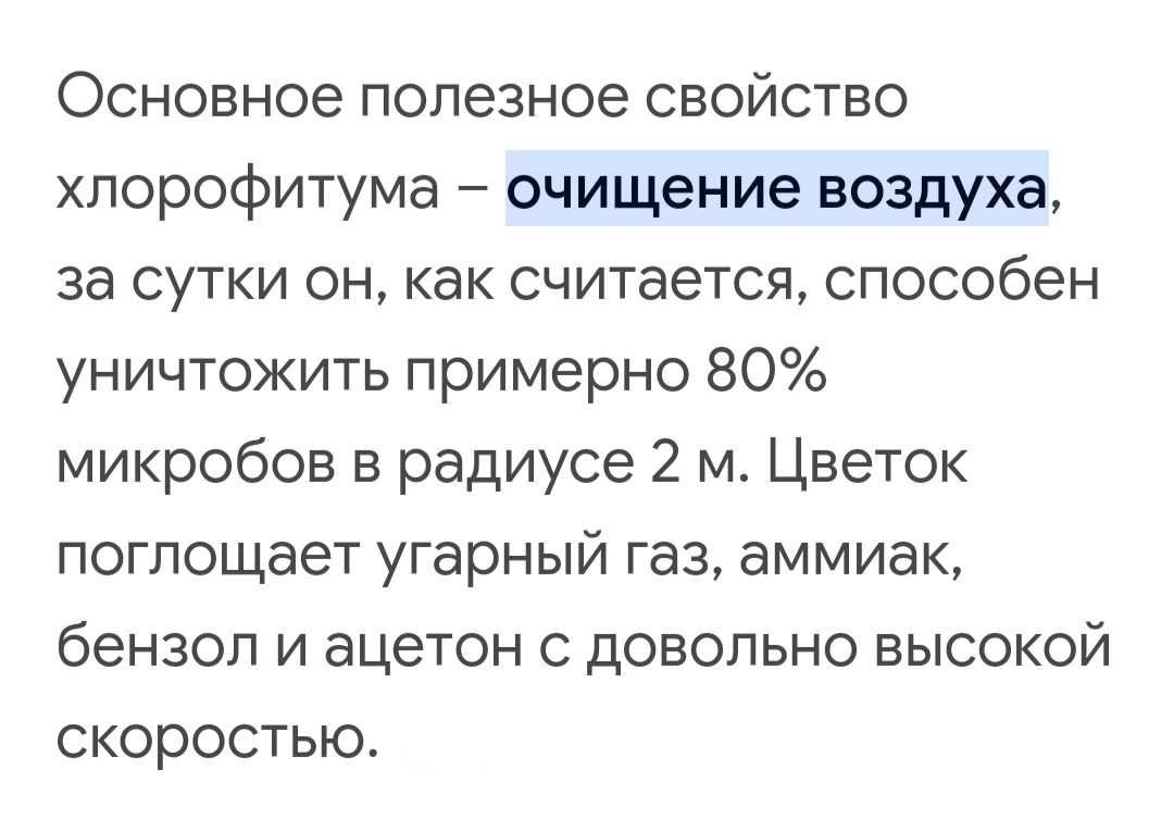 Хлорофитум океан, вариегатный.