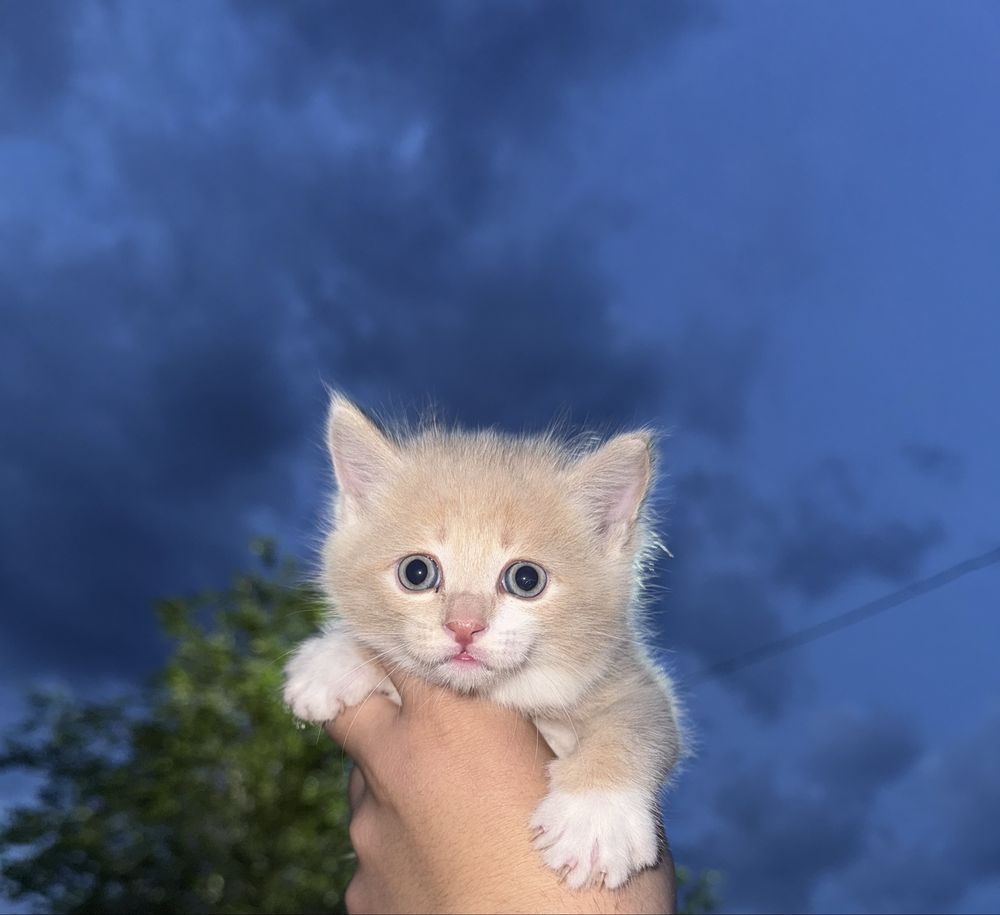 Продам породистых котят