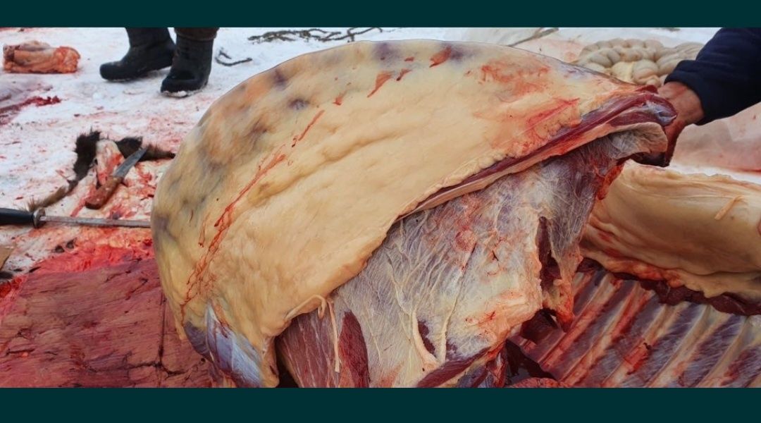МЗ Жабағылар еркек тұқым 300000тг Мұғалжар ауданының ШҚ