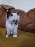 Котенок в хорошие руки