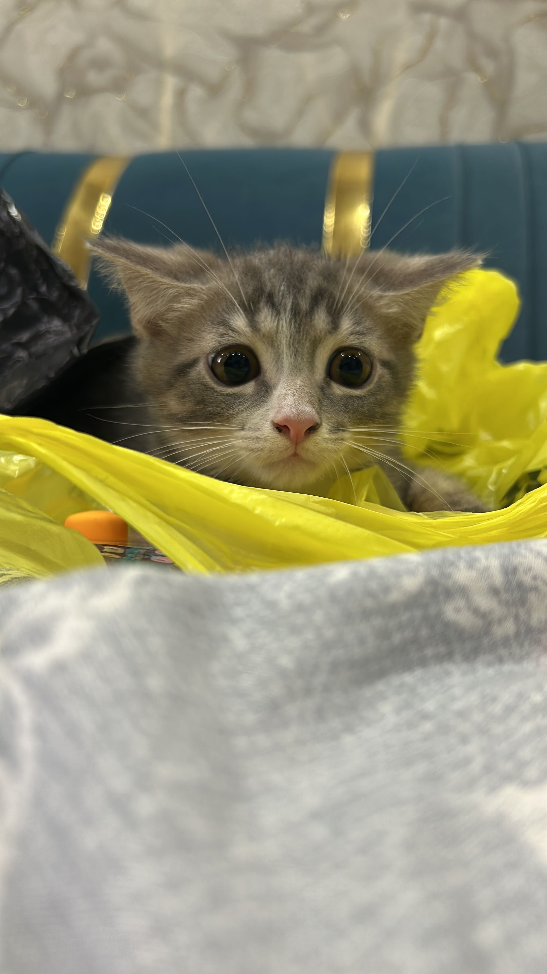 Котята шотландские