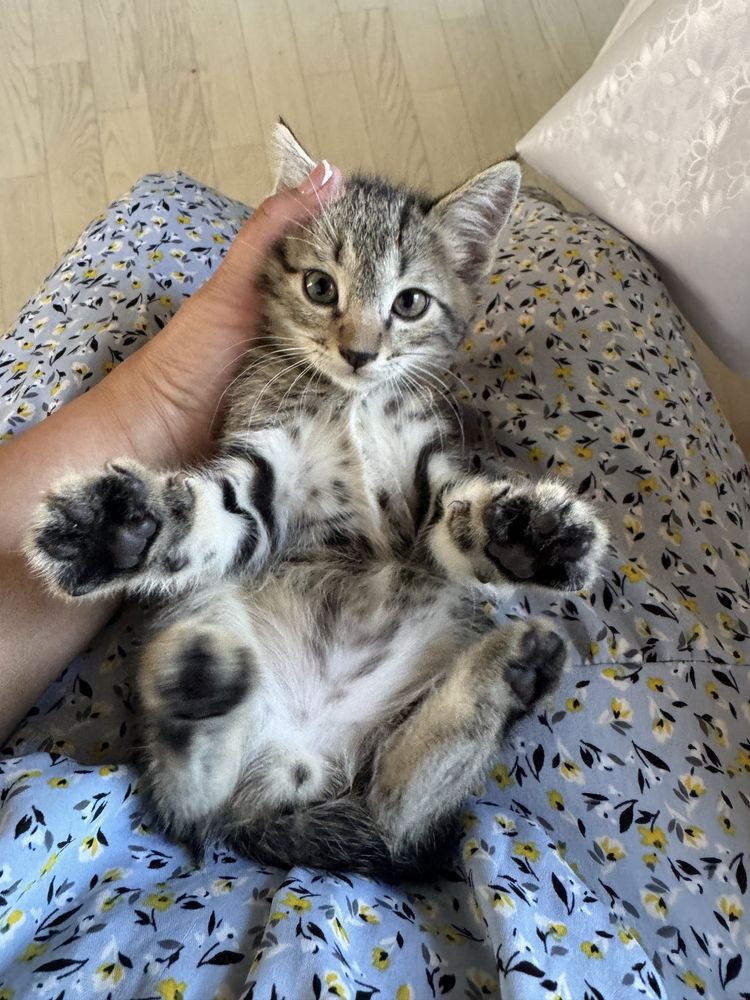 Отдам котят, 1,5 мес