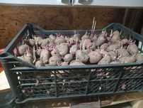 продам семена картошки