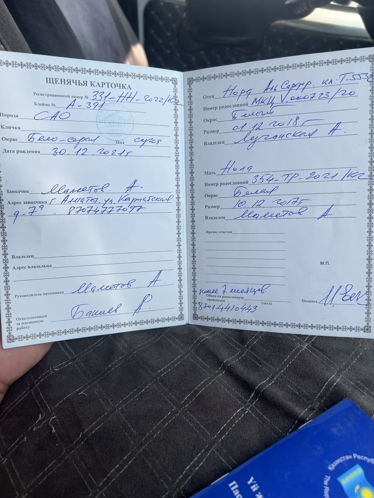 Продам суку 3 года алабай