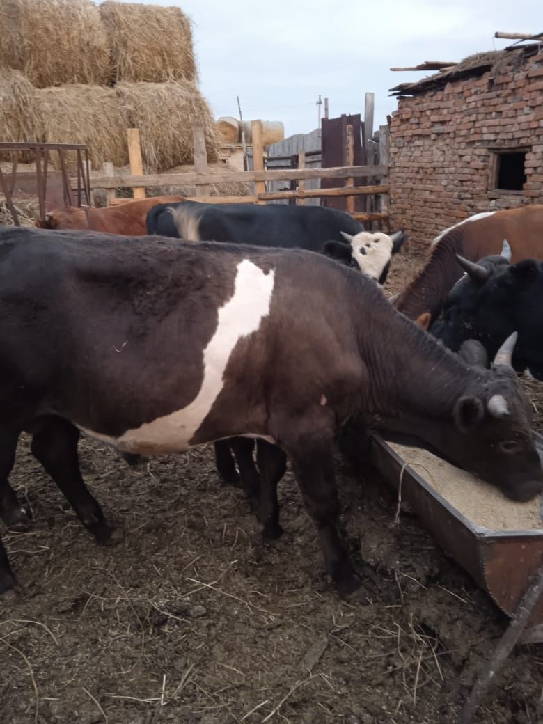 Продам быков 8 голов