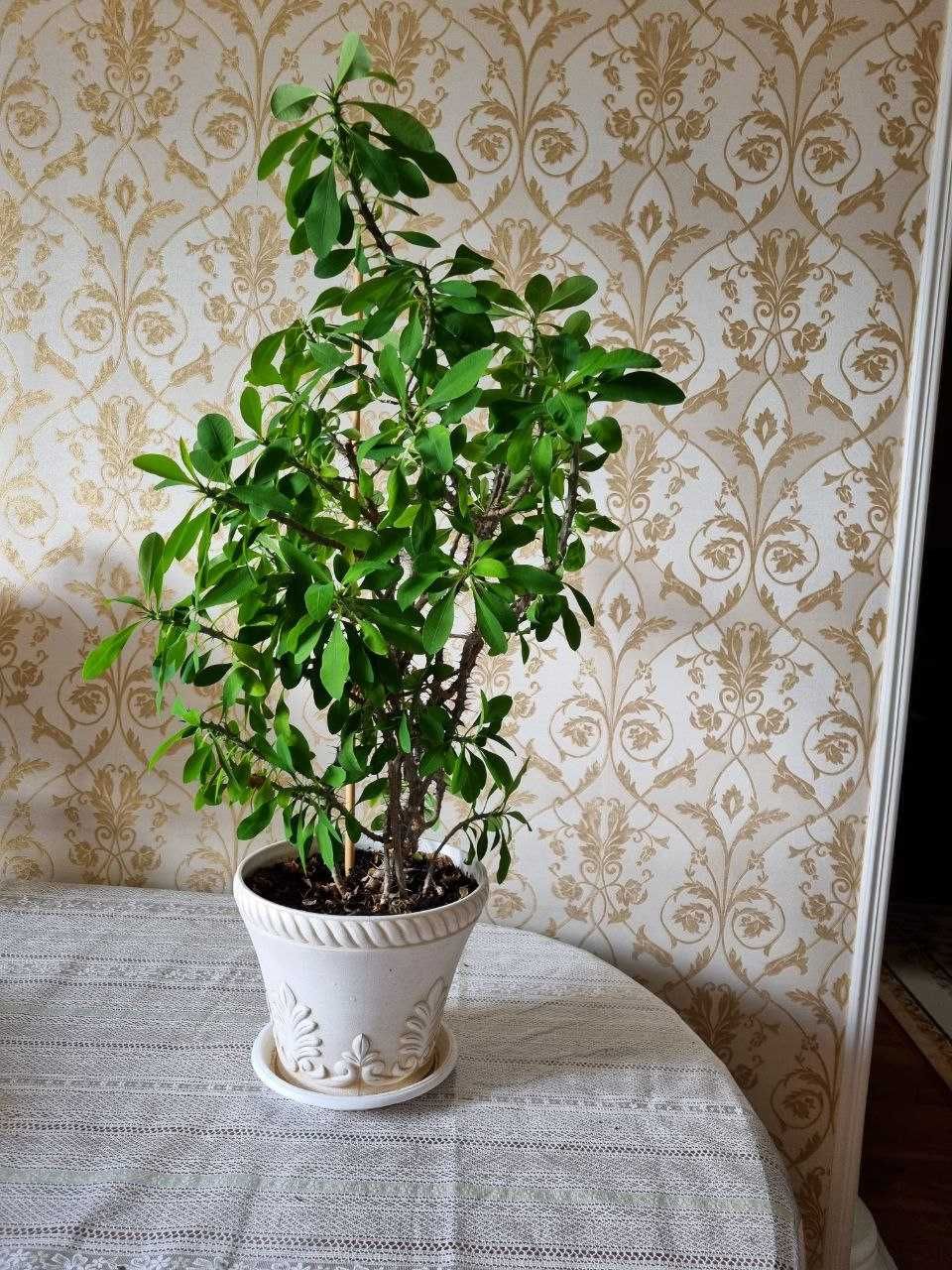 Молочай. Комнатное растение