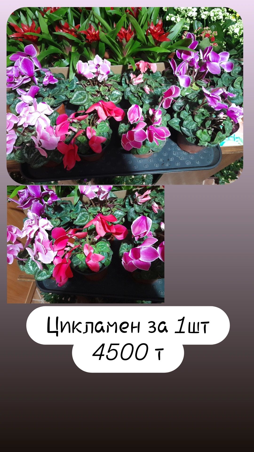 Продам цветы разные