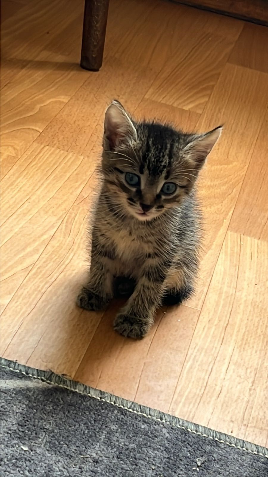 Отдам даром котят