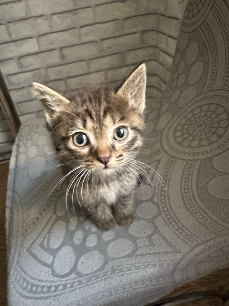 Котята мышеловки.