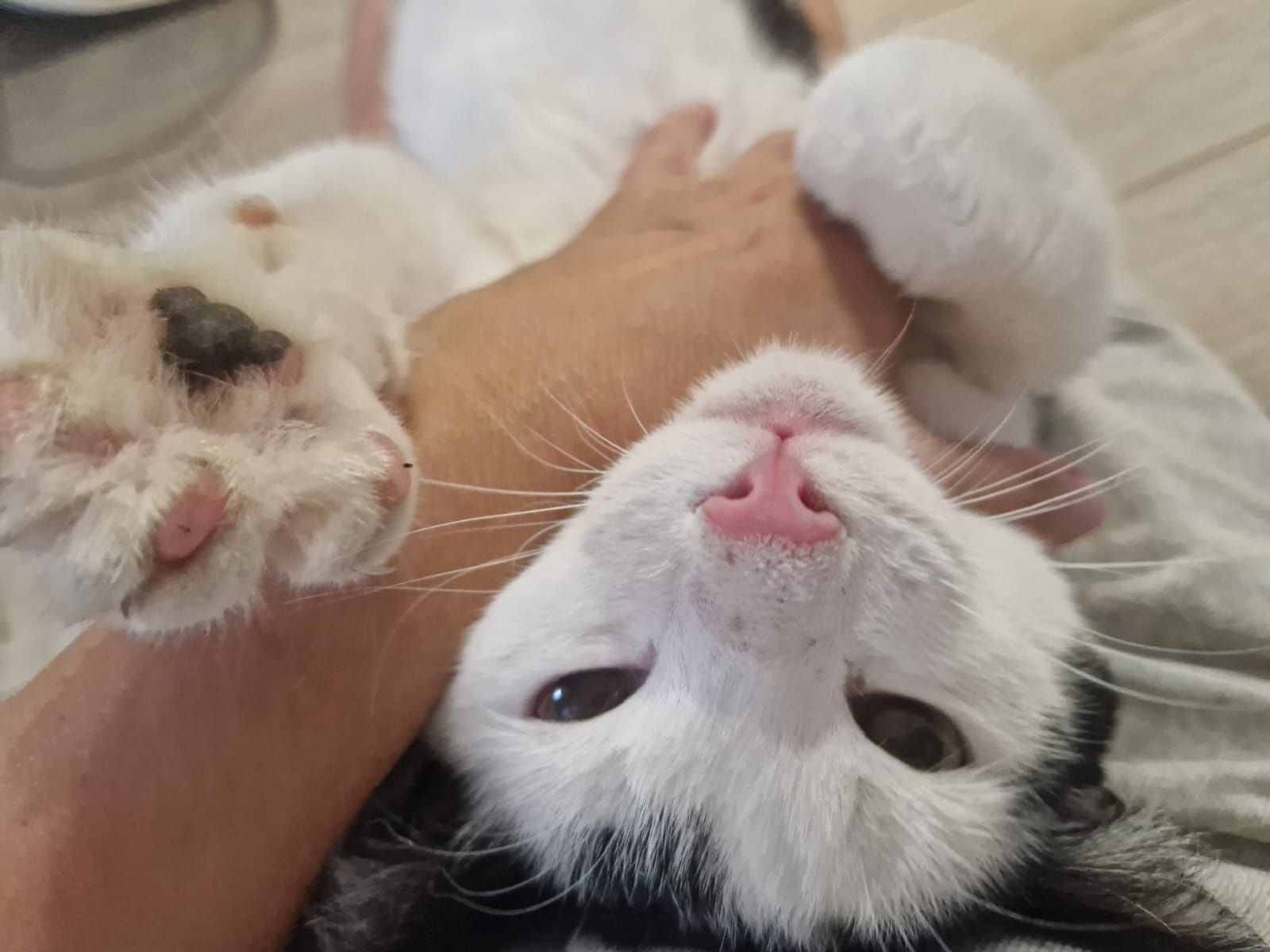 Отдадим котика бесплатно!