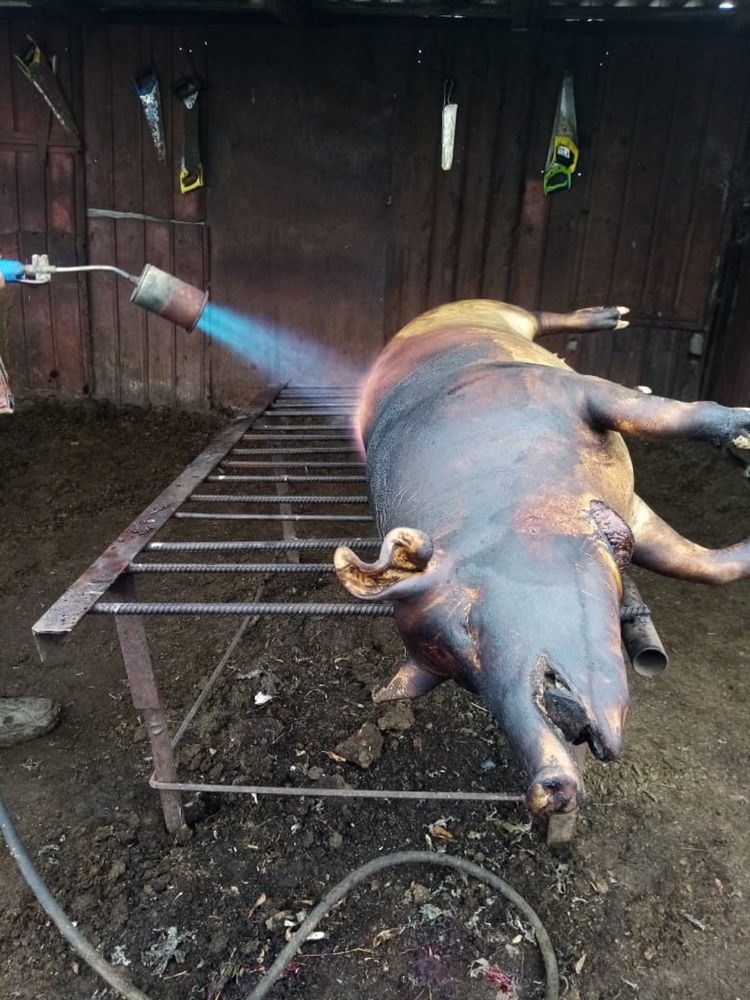 Продам мясо,свинина домашняя.Тушами,полутушами,четвертинками
