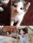 Отдам котят в добрые руки