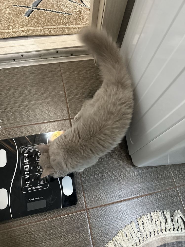 Котёнок британский длинношерстный