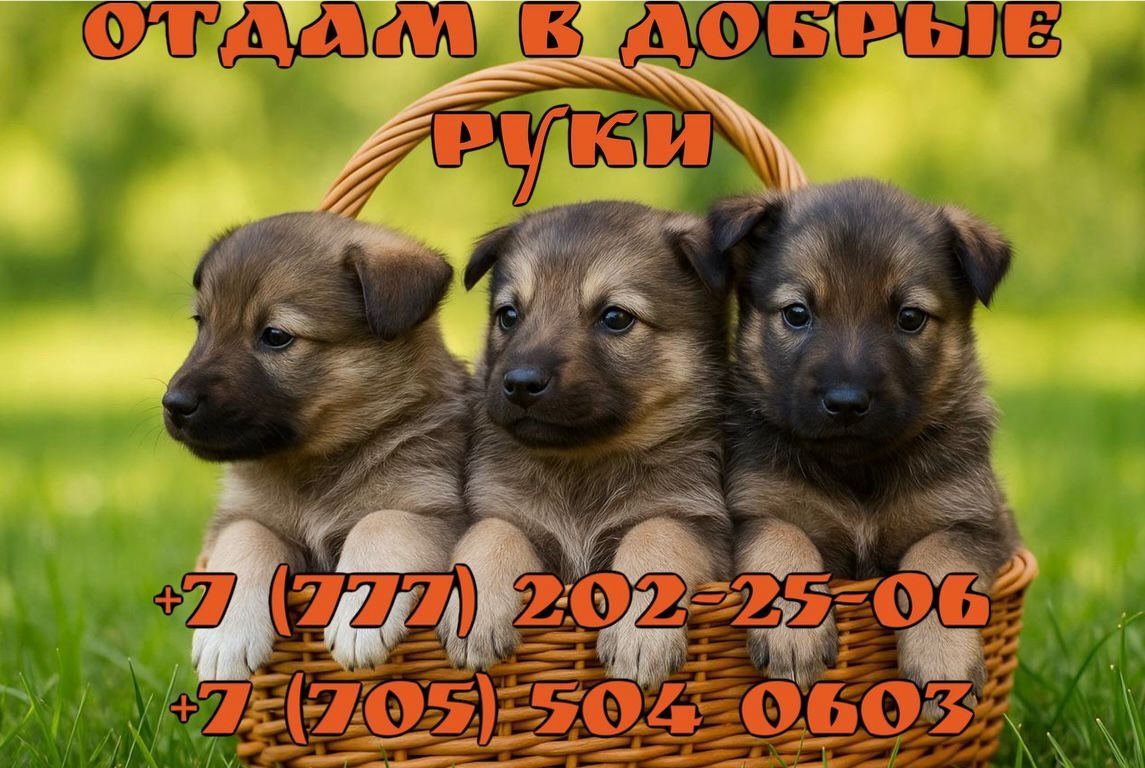 Отдам щенят в добрые руки