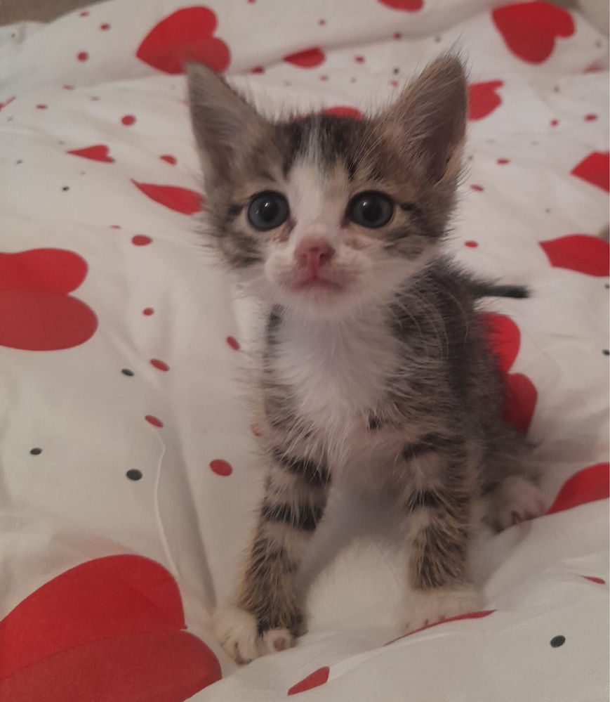 котятта ищут дом