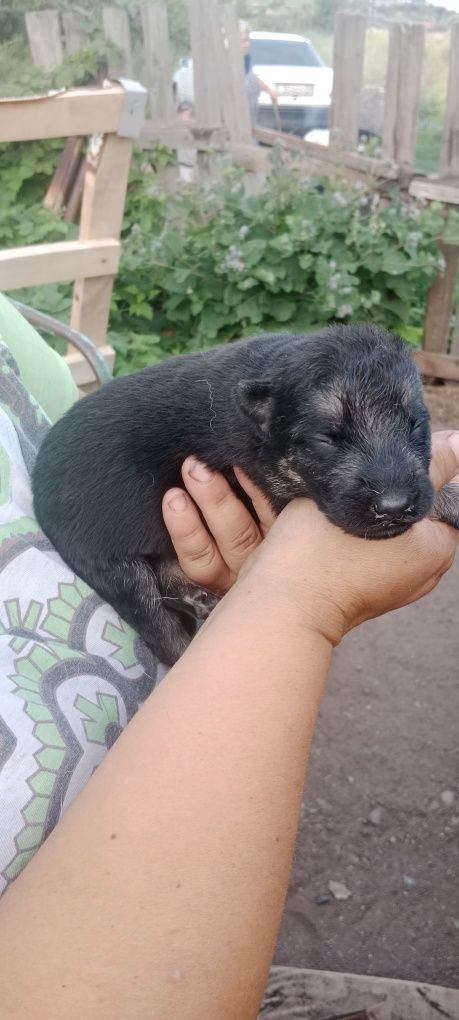 Продаются щенки немца