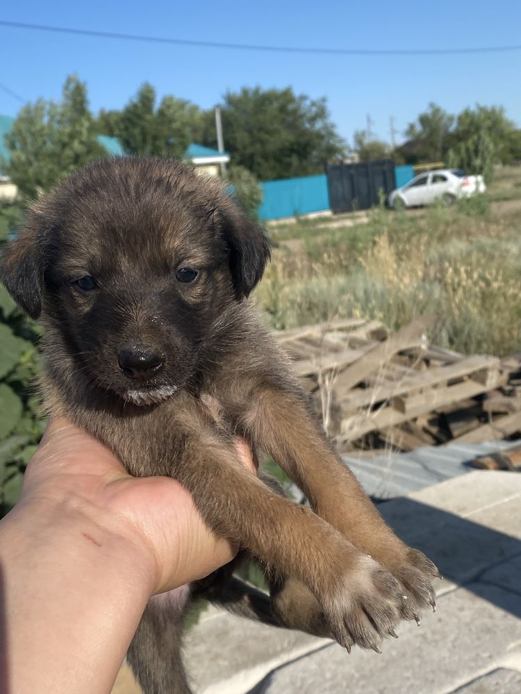 Продам щенят с матерю