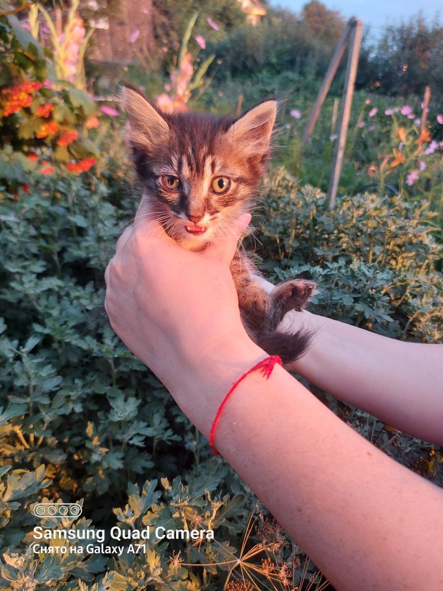 Отдам котят в добрые руки