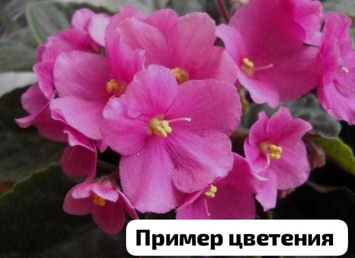 Продам цветы для дома офисов и тд